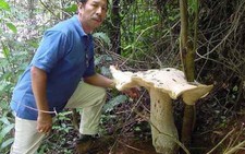 Nấm khổng lồ