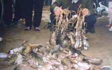 Alô! Thiều 