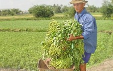 Trồng rau muống bằng nước… 