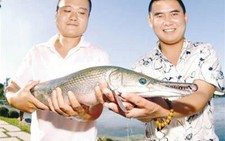 Bắt được cá lạ giống cá sấu