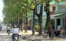 Khổ vì... hoa sữa