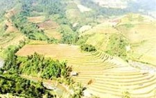 Ngắm thu vàng Mù Cang Chải