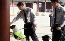 Hàn Quốc: Dùng chó nghiệp vụ bảo vệ di sản văn hóa