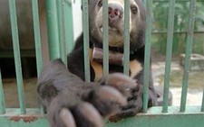 Gấu chó đang trên bờ vực tuyệt chủng