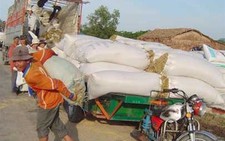 Lúa Campuchia về nhiều