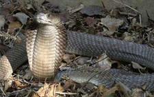 Rắn hổ mang lớn nhất thế giới