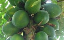 Điều chưa biết về trái đu đủ