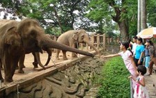 Sở thú bị ô nhiễm?