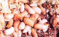 Đuông dừa, đặc sản đồng bằng sông Cửu Long
