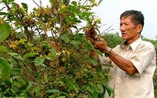 Khốn đốn làng mai