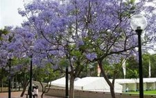 Mùa xuân ở Sydney