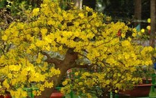 Chăm sóc mai sau tết