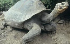 Quần đảo Galapagos - Nhiên liệu gây ô nhiễm bị cấm sử dụng
