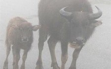 Quảng Ngãi: Nghiêm cấm thả rông gia súc trên núi