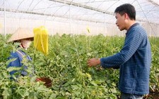 Tuấn 