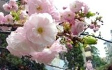 Lễ hội hoa anh đào Nhật Bản tại Hà Nội