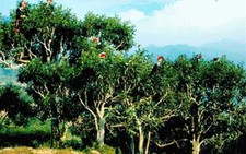 Chè cổ thụ shan tuyết trên 100 năm tuổi bị chặt phá