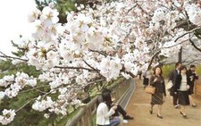Rực rỡ lễ hội hoa Anh Đào