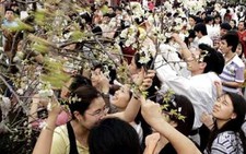 Nỗi buồn từ lễ hội hoa anh đào: Sao đành 