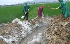 Dịch heo tai xanh đe dọa môi trường