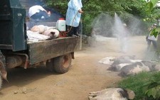 Thừa Thiên- Huế: tiêu hủy hàng trăm con heo vì nghi nhiễm bệnh