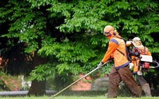 Nghề cắt cỏ của người Việt tại Mỹ