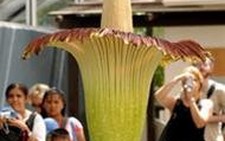 10 loài cây lạ trên thế giới