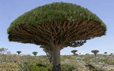 Du ngoạn Socotra