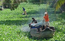 Lục bình dày đặc cản mũi ghe xuồng