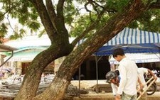 Đà Lạt: cây phượng tím bị 