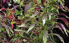 Canh rau dền của mẹ, của mùa hè...