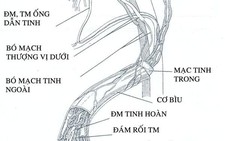 Giãn tĩnh mạch thừng tinh và vô sinh nam