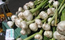 Tính tốt của tỏi