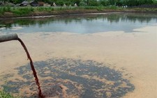 Lấy nước thải tưới cho... cây mía