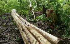 Thâm nhập rừng Yok Đôn