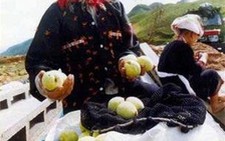 Thơm ngọt đào Mẫu Sơn