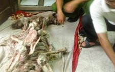 Phát hiện vận chuyển xương hổ trái phép