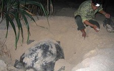 Đỡ đẻ cho rùa xanh