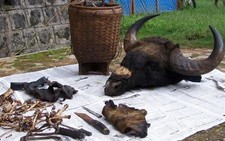 Bò tót bị sát hại