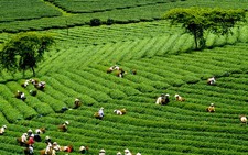 Đồi trà Bảo Lộc
