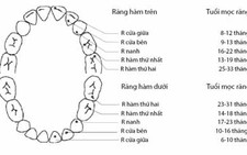 Trẻ 9 tháng chưa mọc răng là trễ?