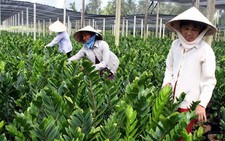 Bến Tre: Cây kim phát tài 