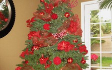 Thông Noel