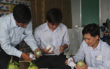 Vú sữa đạt tiêu chuẩn Global GAP đã vào Metro