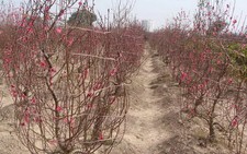 Đào, quất tết: đến hẹn lại lên