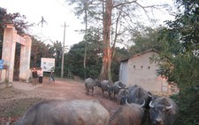 Gửi trâu cho trời!