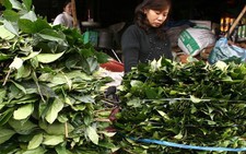 Giải độc cho gan