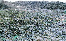 Khánh Hòa: vẹm xanh chết hàng loạt trên đầm Nha Phu
