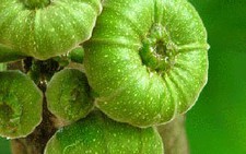 Trái vả của mạ