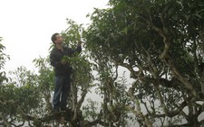 Mùi hương Shan tuyết Suối Giàng